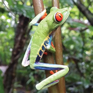 Excotic frog in Costa Rica's rainforest